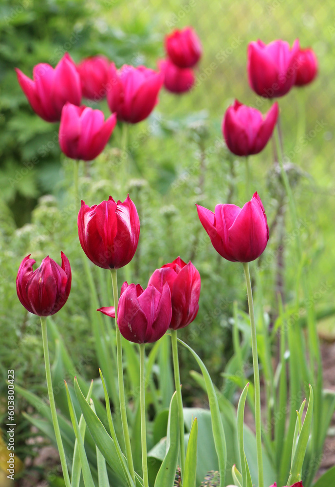 Red tulips bloom on a flower bed in the garden