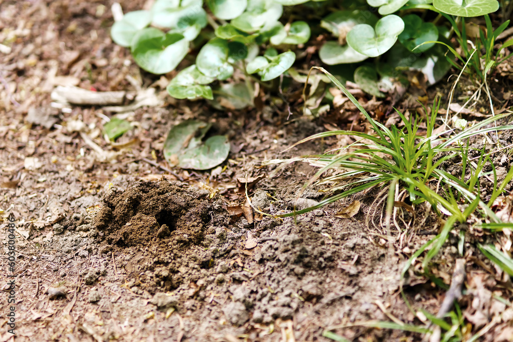 Wormhole in the ground in the garden near the greenery Wormhole in the ground in the garden near the greenery