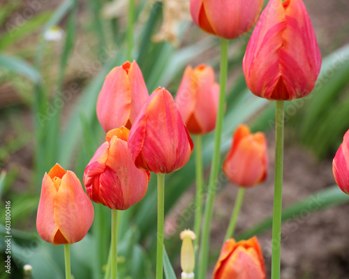 Red tulips bloom on a flower bed in the garden