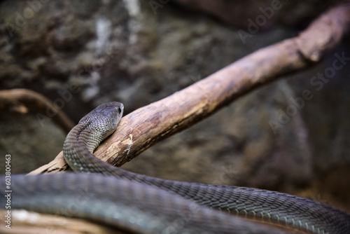 A Black mamba, Dendroaspis polylepis, captive, poisonous snake photo