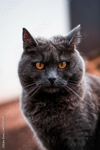 Grey cat looking at you.