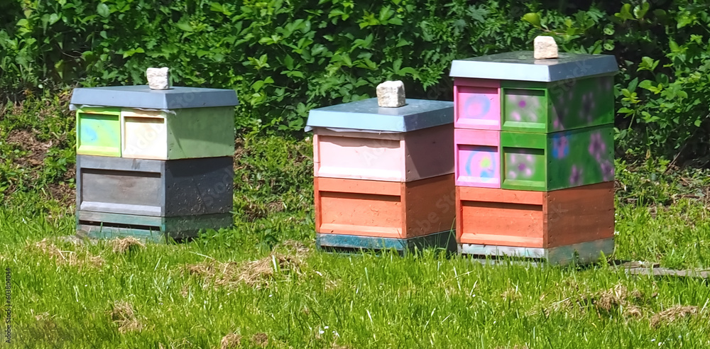 Colorful beehives on a meadow Colorful beehives on a meadow