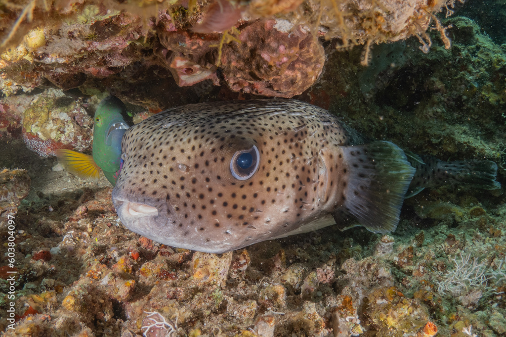 Fish swimming in the Red Sea, colorful fish, Eilat Israel
Fish swimming in the Red Sea, colorful fish, Eilat Israel