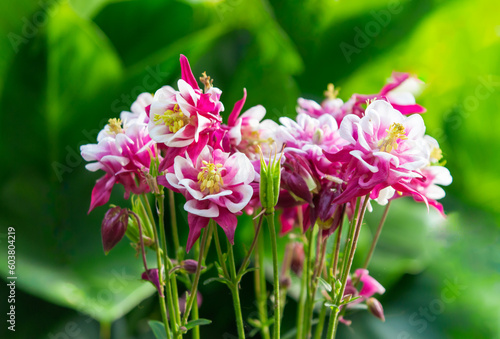 Aquilegia  commonly known as granny s bonnet or columbine. 