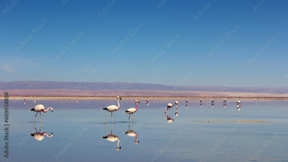 Pink Flamingos at Los Flamencos National Reserve, Atacama, Chile.	