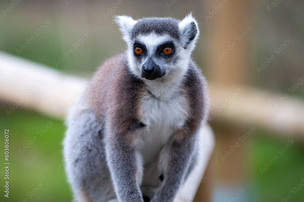 Obraz premium Ring-tailed Lemur (in german Katta) Lemur catta