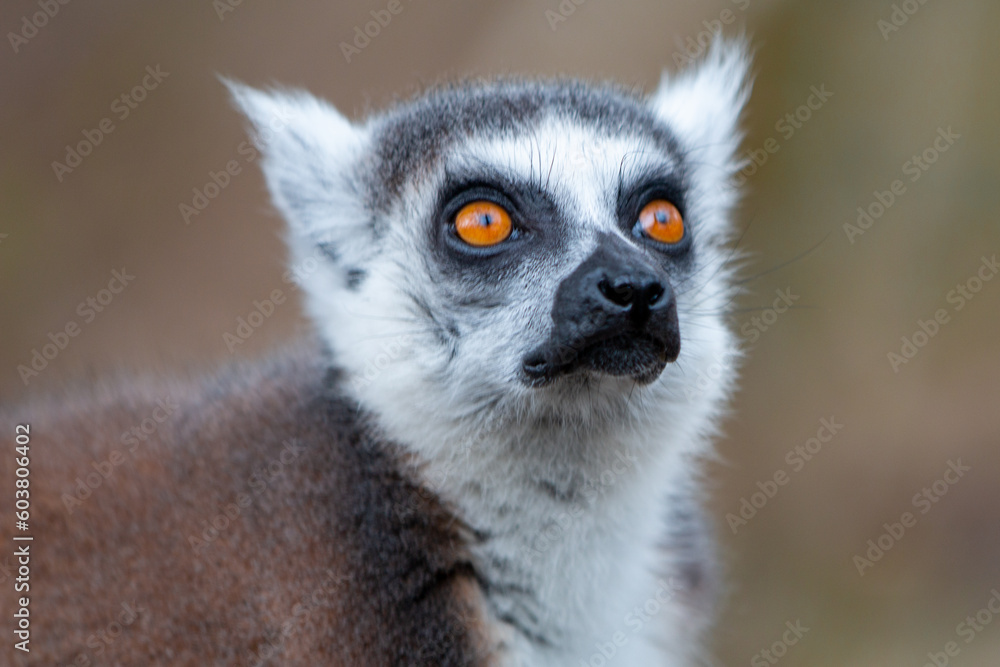 Ring-tailed Lemur (in german Katta) Lemur catta