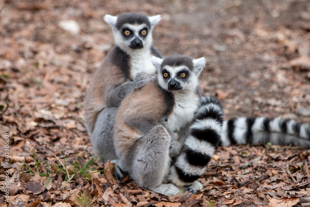 Fototapeta premium Ring-tailed Lemur (in german Katta) Lemur catta