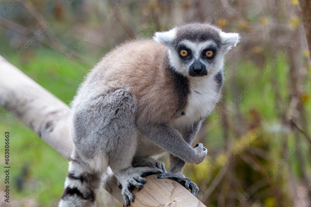 Ring-tailed Lemur (in german Katta) Lemur catta