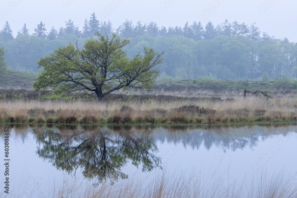 Fresh spring morning with a tree on a small island reflecting in the water of a fen at the Hatertse Vennen, Nijmegen, The Netherlands