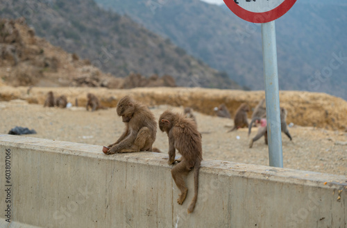 Hamadryas Baboons up in the Al Souda Mountains in the western Abha region of Saudi Arabia photo