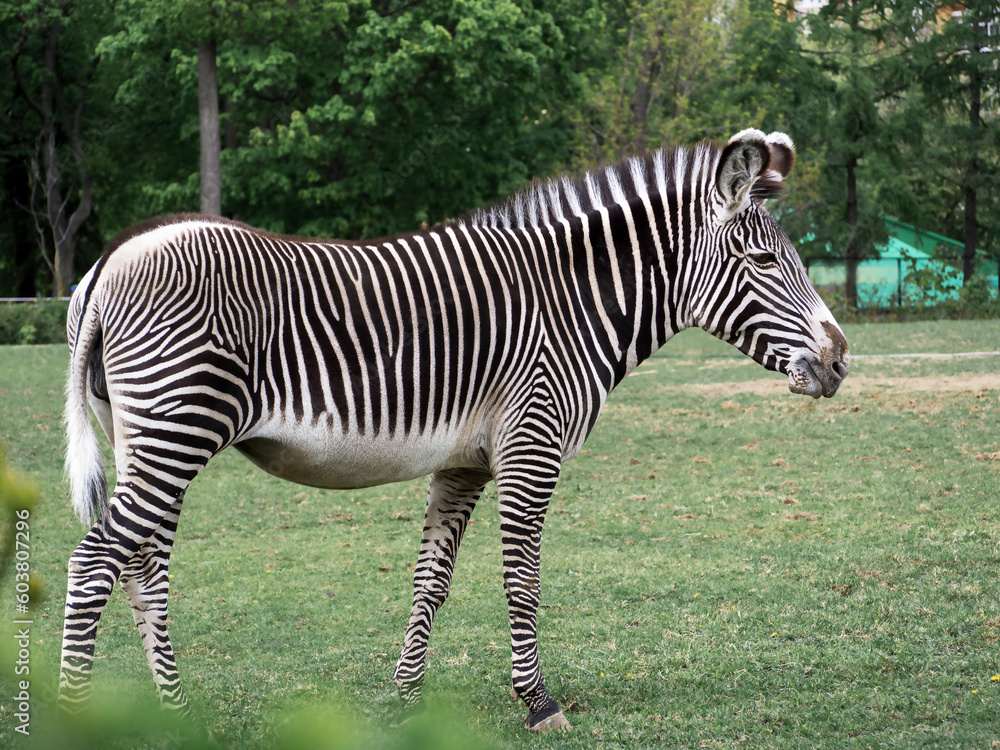 Moscow Zoo. A zebra on a walk in its enclosure nibbling on grass. Moscow Zoo. A zebra on a walk in its enclosure nibbling on grass.