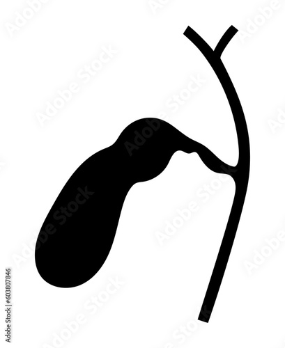 ヒトの胆嚢のシルエット