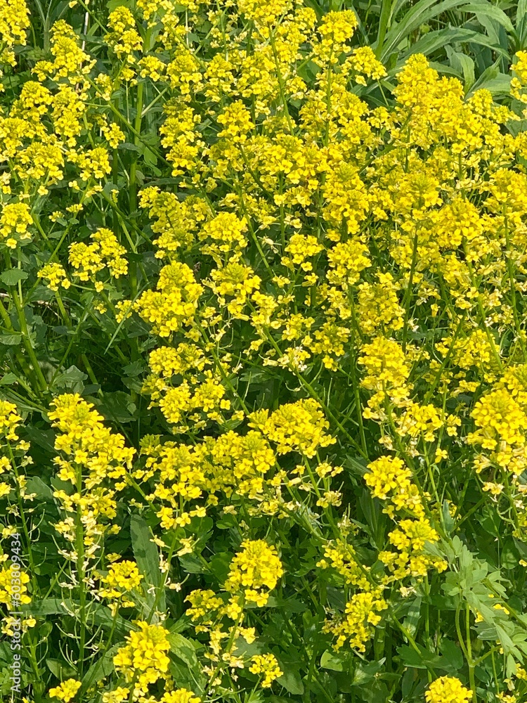 Obraz premium yellow flowers in the wild
