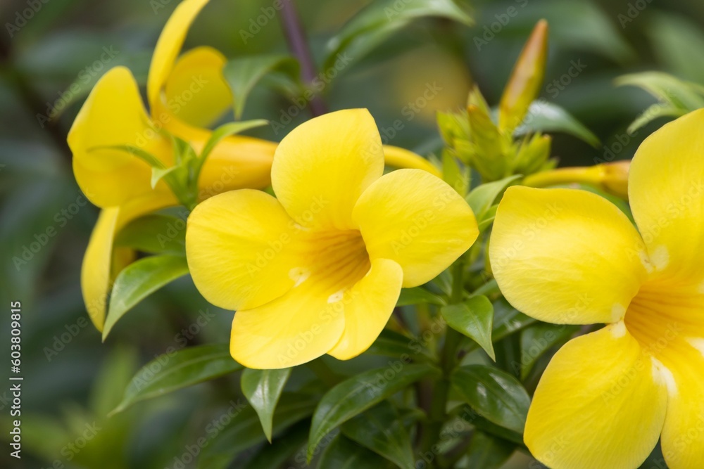 Fototapeta premium Flower of a bush allamanda, Allamanda schottii