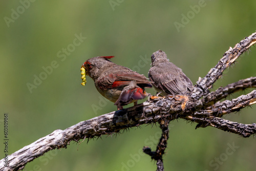 Fototapete A male pyrrhuloxia, Cardinalis sinuatus, or desert cardinal, feeding a fledgling bird