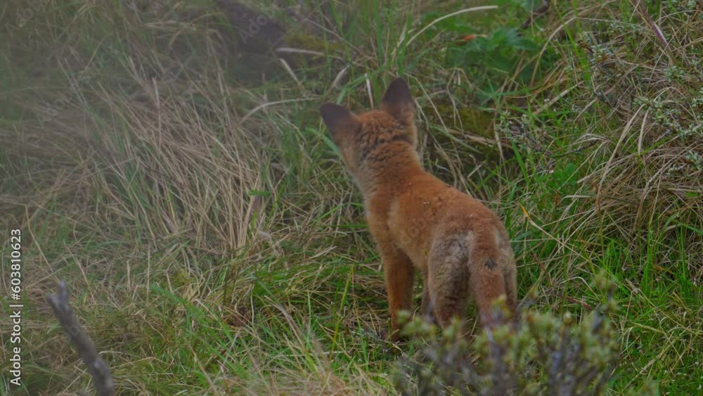 Red fox cub looking around and walking off Red fox cub looking around and walking off