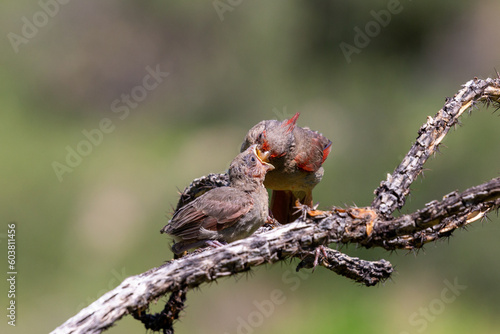 A male pyrrhuloxia, Cardinalis sinuatus, or desert cardinal, feeding a fledgling bird. A beautiful bird in the Sonoran Desert providing food for his young. Pima County, Oro Valley, Arizona, USA.