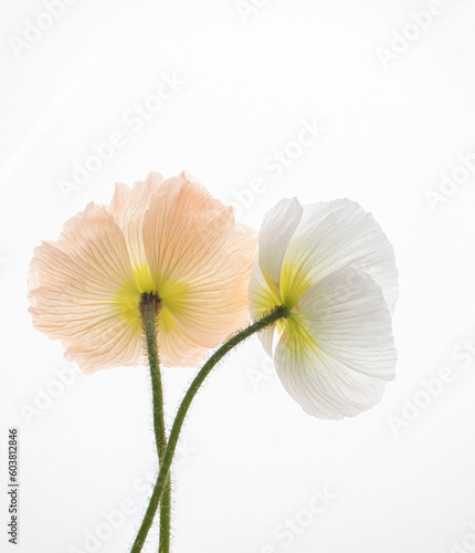 Flowers photographed on a white background. Delicate photo of spring flowers