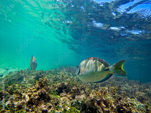 Surgeon fish swimming peacefully among corals in the sea of ​​Porto de Galinhas, PE, Brazil