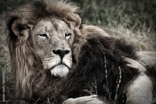 Depressed Lion fighting off mental health problems, looking tired lazy and doesn't want to get up. Fighting the demons. De saturated image to show the darkness inside 