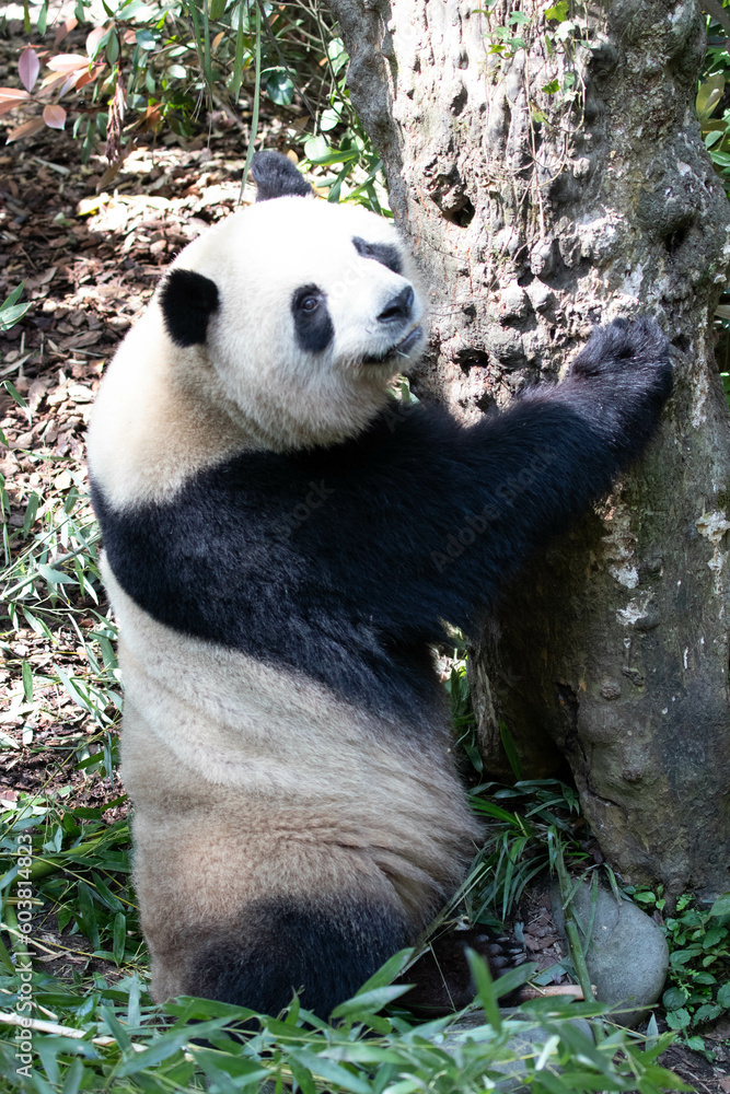 Obraz premium Cute Fluffy Panda in Chengdu Panda Base, China