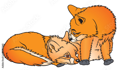 Two Foxes 1  - coloured cartoon illustration as vector