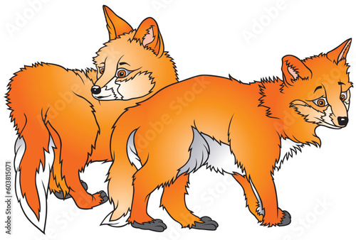 Two Foxes 2  - coloured cartoon illustration as vector