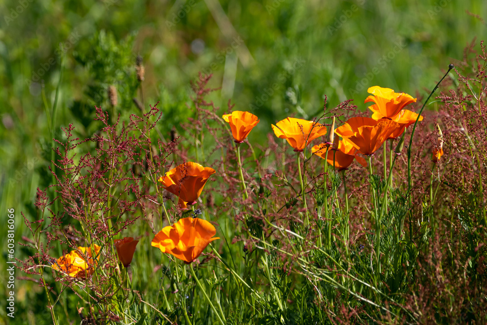 Orange California poppies (Eschscholzia californica) growing in the meadow. Orange California poppies (Eschscholzia californica) growing in the meadow.