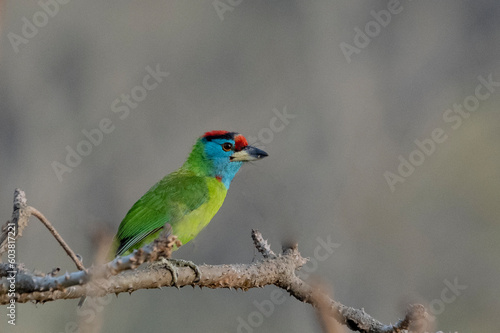 Birds of Bangladesh birds from satchori National park, sylhet, bangladesh  photo