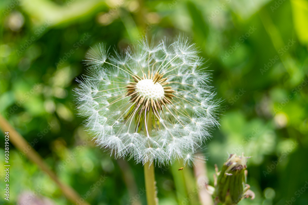 Dandelion flower on green background Dandelion flower on green background