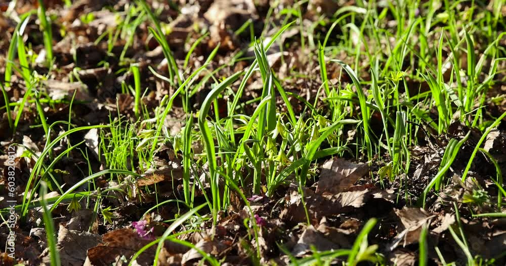 green grass and small yellow flowers in the spring season, beautiful green grass in the sunlight in the spring season green grass and small yellow flowers in the spring season, beautiful green grass in the sunlight in the spring season