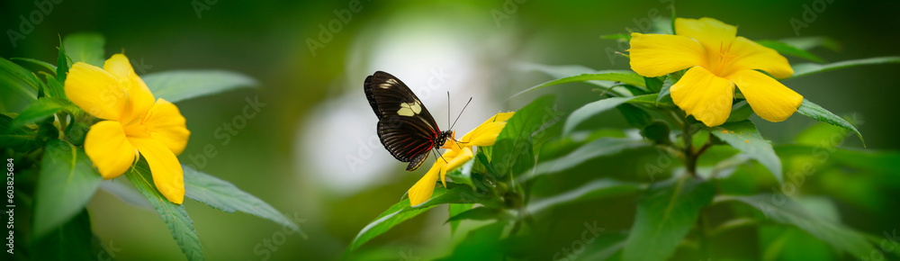Butterfly Heliconius Hacale zuleika in a rainforest Butterfly Heliconius Hacale zuleika in a rainforest