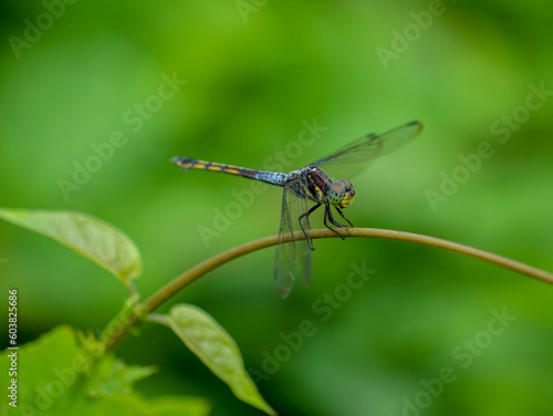 dragonfly on a leaf © Dhanis