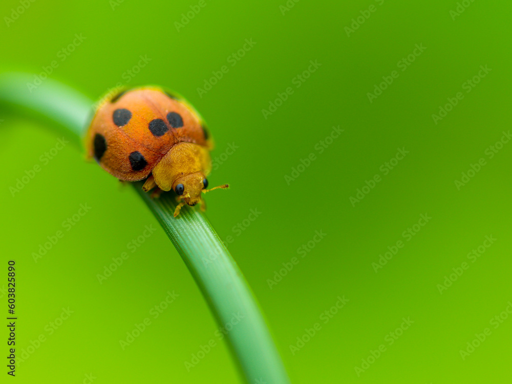 Fototapeta premium ladybug on leaf