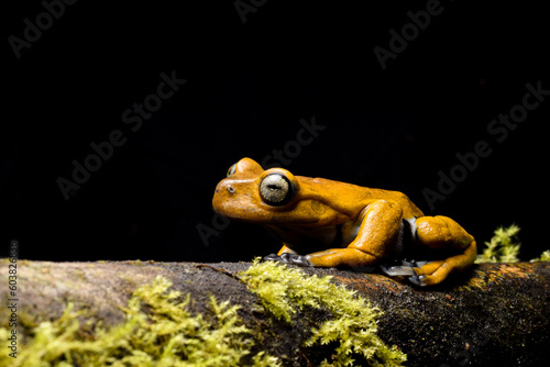 Rana de Torrente Pastusa (Hyloscirtus larinopygion), especie de los bosques andinos del norocciente de Ecuador photo