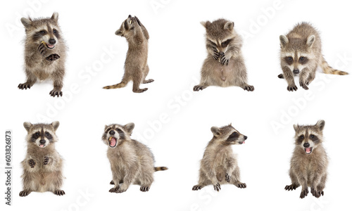 8 photos of isolated raccoon in various interesting positions on a white background.
