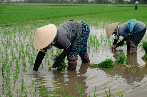 unrecognizable woman in rice field