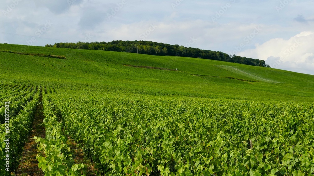 Le vignoble de Champagne à Passy-sur-Marne