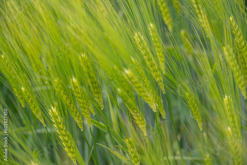 blé vert au soleil d'été