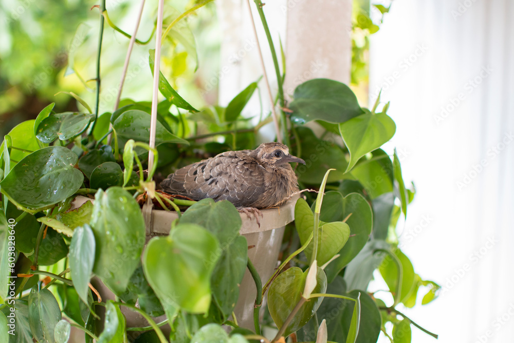Baby pigeon is ready to leave the nest. Bird leaving the nest, Mourning dove fledgling 