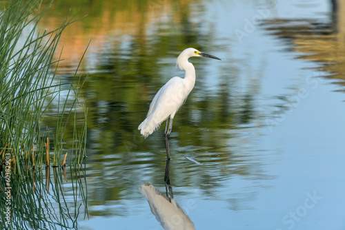 Snowy Egret - A Spring evening view of a Snowy Egret standing in a clean and calm pond at Gilbert Regional Park. Gilbert, Arizona, USA. photo