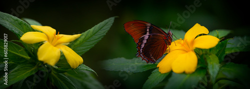 Butterfly Siproeta epaphus in a rainforest photo