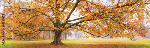 Autumn landscape, panorama, banner - view of an old tree in a foggy autumn park with fallen leaves in the early morning