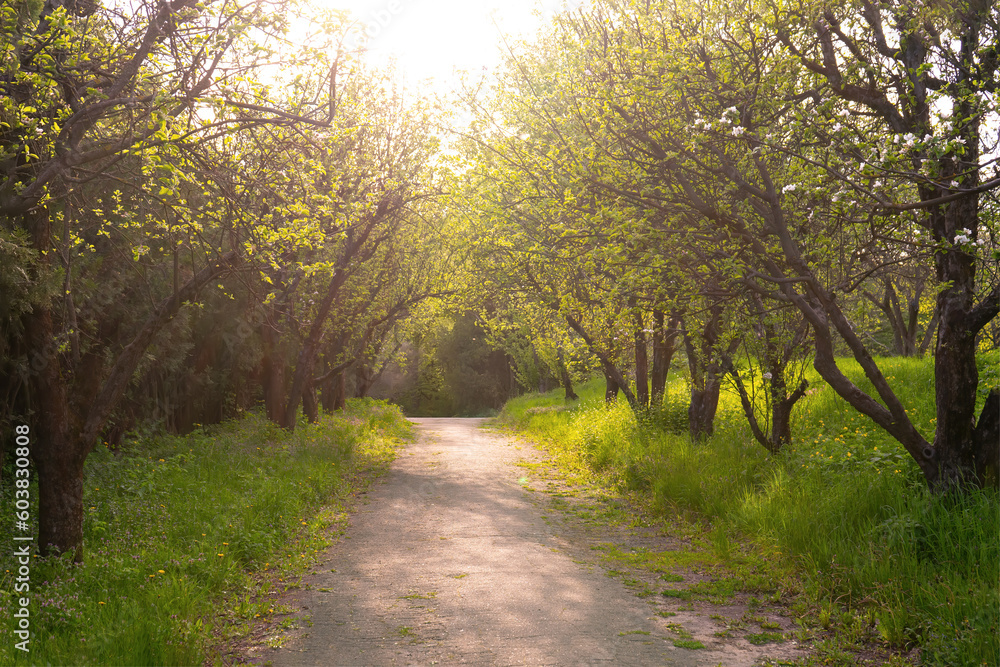 Road through the apple orchard at sunset. Path through park, alley with green grass and apple trees in springtime with sun light. Nature, landscape. Road through the apple orchard at sunset. Path through park, alley with green grass and apple trees in springtime with sun light. Nature, landscape.
