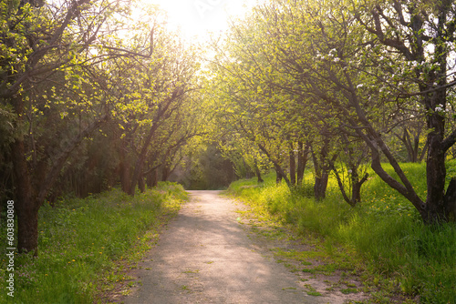 Road through the apple orchard at sunset. Path through park, alley with green grass and apple trees in springtime with sun light. Nature, landscape.