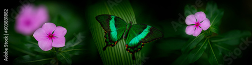 Butterfly Green swallowtail butterfly, Papilio palinurus in a rainforest