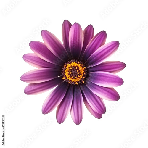 flower African daisy on a transparent background  Generative Ai