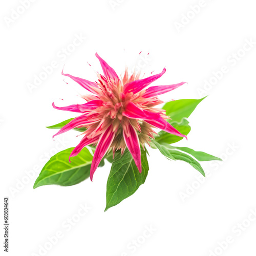 flower Bee balm on a transparent background  Generative Ai