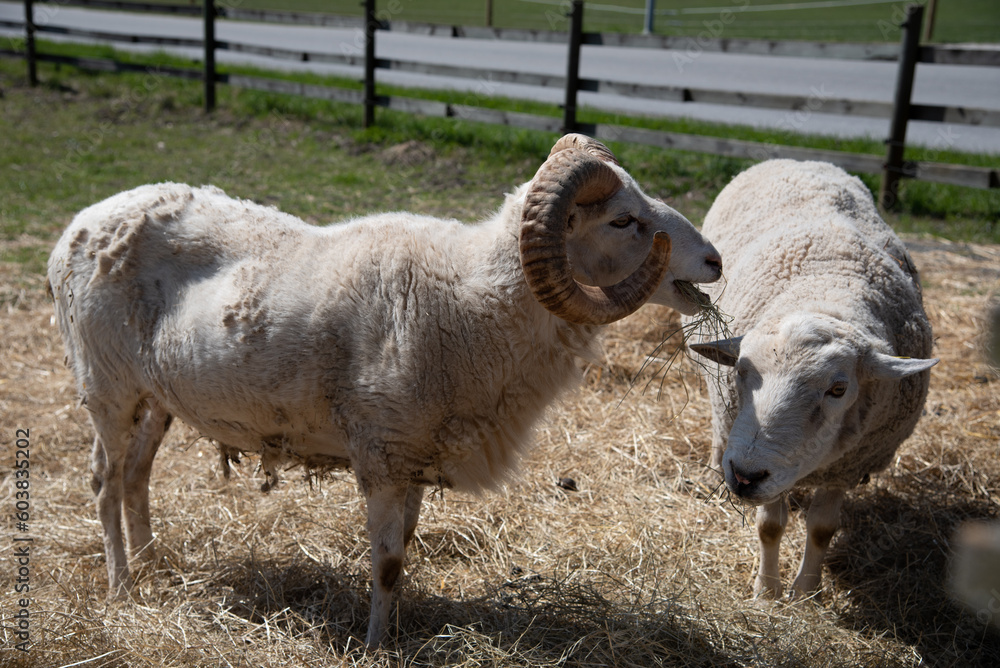 Obraz premium Sideview of a ram eating hay and a lamb